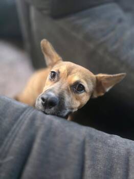 Clementine -  German Shepherd Dog and Terrier Dog for Adoption in New London, Wisconsin - Clementine | PetCurious