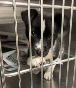 Poseidon -  Shepherd Dog for Adoption in Parma, Ohio - Poseidon | PetCurious