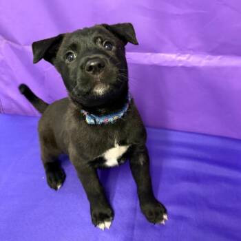 Bravo -  Labrador Retriever and Mixed Breed Dog Available for Adoption in North Myrtle Beach, South Carolina - Bravo | PetCurious