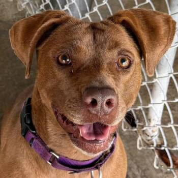 Hazel -  Mixed Breed Dog for Adoption in Spencer, Indiana - Hazel | PetCurious