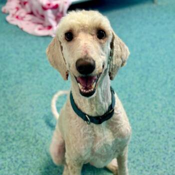 Biscuit -  Mixed Breed Dog for Adoption - Biscuit | PetCurious