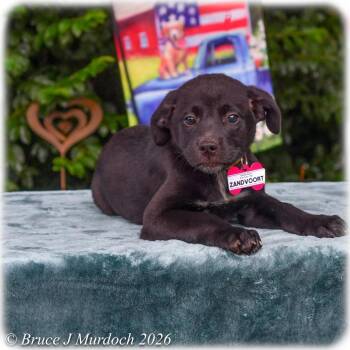 Zandvoort -  Labrador Retriever Dog for Adoption in Wake Forest, North Carolina - Zandvoort | PetCurious