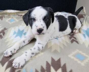 Dalmatian Dogs Available for Adoption in Neillsville, Wisconsin - Freckles | PetCurious