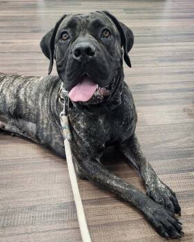 Rescue Presa Canario and Mastiff Dogs for Adoption in Belleville, Michigan - Nora | PetCurious