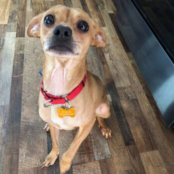 Rescue Terrier Dogs for Adoption in Fargo, North Dakota - Guapo | PetCurious