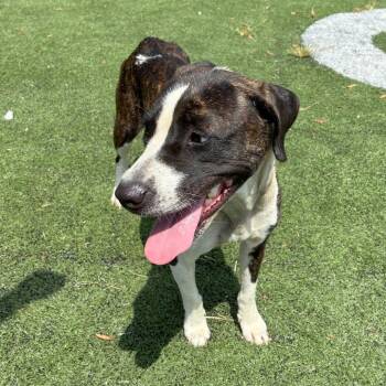 Oreo -  Mixed Breed Dog for Adoption in Memphis, Tennessee - Oreo | PetCurious