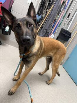DUSTYN -  Belgian Shepherd Malinois Dog for Adoption in Las Vegas, Nevada - DUSTYN | PetCurious