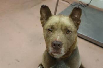DIESEL -  Mixed Breed Dog for Adoption in Columbia, South Carolina - DIESEL | PetCurious