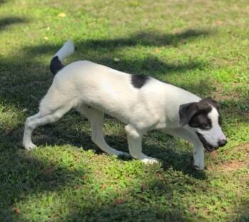 Great Pyrenees and Saint Bernard Dogs Available for Adoption in Morrilton, Arkansas - Clove | PetCurious