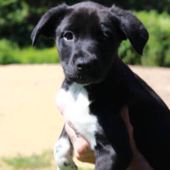 CT Buck -  Border Collie and Mixed Breed Dog for Adoption in Eastford, Connecticut - CT Buck | PetCurious