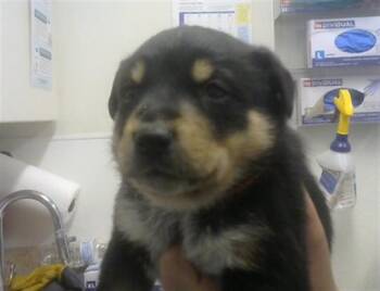 Australian Cattle Dog Blue Heeler Dogs Available for Adoption - ORA | PetCurious