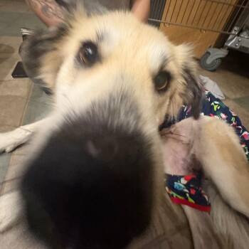 Mixed Breed Dogs Available for Adoption - Hunny | PetCurious