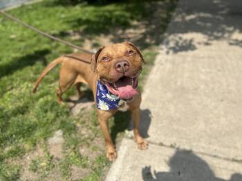 Rescue Retriever and Pit Bull Terrier Dogs for Adoption in Newark, New Jersey - Dusty | PetCurious