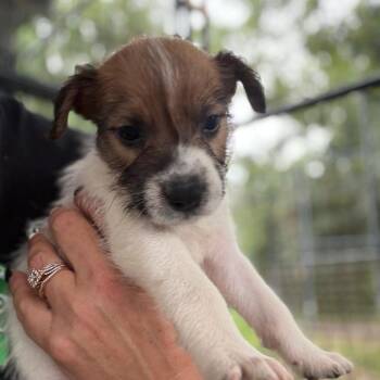 Ditto -  Mixed Breed Dog for Adoption in Springboro, Ohio - Ditto | PetCurious