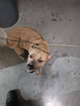 Ic-7 Bella -  Pit Bull Terrier Dog for Adoption in Lawrenceville, Georgia - Ic-7 Bella | PetCurious