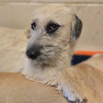 Terrier and Mixed Breed Dogs Available for Adoption in Wickenburg, Arizona - Nibbles | PetCurious