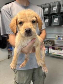 Zircon -  Mixed Breed Dog for Adoption in Savannah, Georgia - Zircon | PetCurious