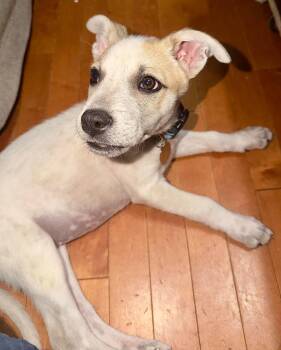 Pit Bull Terrier and Husky Dogs Available for Adoption in Rockville, Maryland - Harper (puppy) | PetCurious