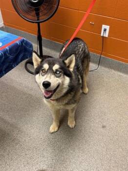Husky and Alaskan Malamute Dogs Available for Adoption - SELMA | PetCurious