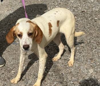 Hope -  Beagle and Setter Dog for Adoption - Hope | PetCurious