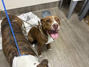 Pit Bull Terrier Dogs Available for Adoption - A527570 | PetCurious
