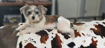 Maltese and Yorkshire Terrier Dogs Available for Adoption in Sparta, Illinois - Minnie | PetCurious
