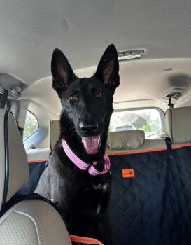 Mera Located in North Carolina -  Belgian Shepherd Malinois Dog for Adoption in Imlay City, Michigan - Mera Located In North Carolina | PetCurious