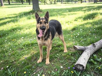 German Shepherd Dog Dogs Available for Adoption - Lexi | PetCurious