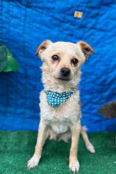 Rat Terrier Dogs Available for Adoption in Rowland Heights, California - SANTY | PetCurious