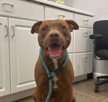 Oliver -  American Bulldog Dog for Adoption in Monticello, Mississippi - Oliver | PetCurious