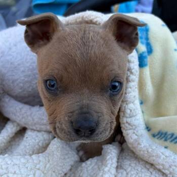 KIYOTO -  Pit Bull Terrier Dog for Adoption in Riverside, California - KIYOTO | PetCurious