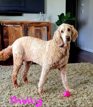 Golden Retriever and Standard Poodle Dogs Available for Adoption in Mattoon, Illinois - Molly | PetCurious