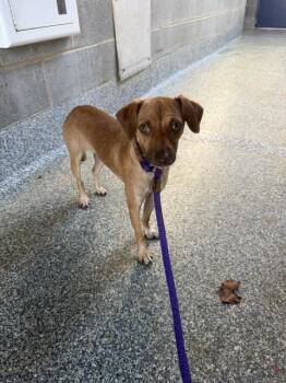 PRINCESSA -  Mixed Breed Dog for Adoption in Charlotte, North Carolina - PRINCESSA | PetCurious