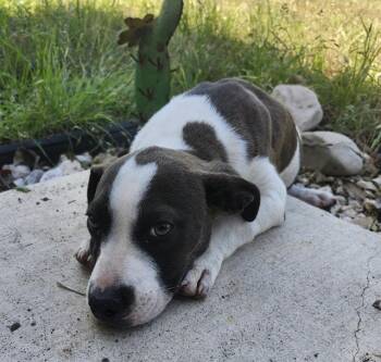 American Staffordshire Terrier Dogs Available for Adoption - JON | PetCurious