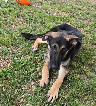 German Shepherd Dog Dogs Available for Adoption in Rome, Georgia - Fabien | PetCurious
