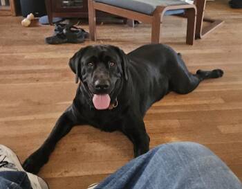 Duke -  Black Labrador Retriever Dog for Adoption in Puyallup, Washington - Duke | PetCurious