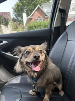93815a Jett - Adoption Ambassador -  Pekingese and Mixed Breed Dog for Adoption in North Charleston, South Carolina - 93815a Jett - Adoption Ambassador | PetCurious