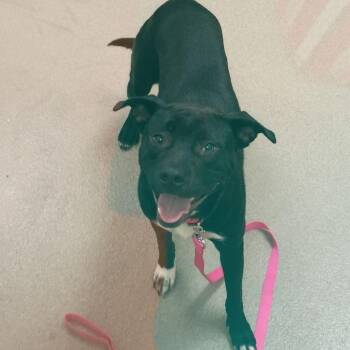 Dainty -  Pit Bull Terrier Dog for Adoption in Lynchburg, Virginia - Dainty | PetCurious