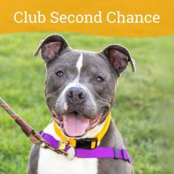 Rescue Pit Bull Terrier Dogs for Adoption in Oakland, California - Rawlo | PetCurious