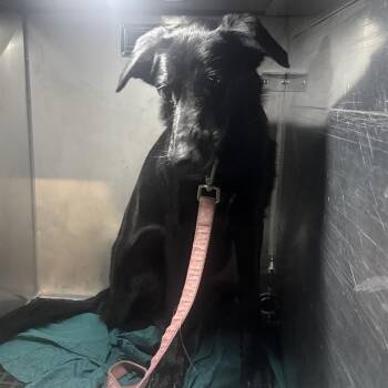 Dottie -  Mixed Breed Dog for Adoption in Philadelphia, Pennsylvania - Dottie | PetCurious
