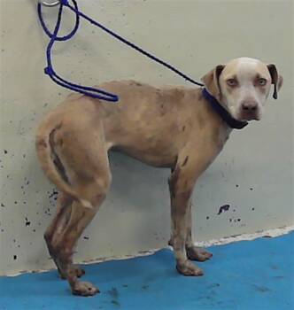 Staffordshire Bull Terrier and Mixed Breed Dogs Available for Adoption in Houston, Texas - RUFUS | PetCurious