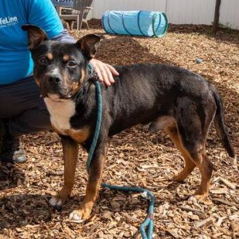 Mixed Breed Dogs Available for Adoption in Chamblee, Georgia - Skid Steer | PetCurious