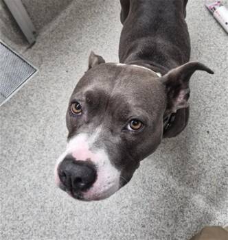 NADIA -  Boxer and Mixed Breed Dog for Adoption in Omaha, Nebraska - NADIA | PetCurious