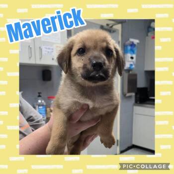 Maverick -  German Shepherd Dog and Labrador Retriever Dog for Adoption in Ringwood, New Jersey - Maverick | PetCurious