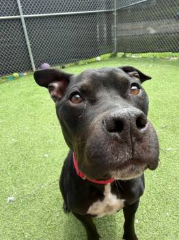 Nugget -  Terrier Dog for Adoption in New Kensington, Pennsylvania - Nugget | PetCurious