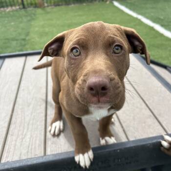 Harley -  American Staffordshire Terrier Dog Available for Adoption in Seward, Nebraska - Harley | PetCurious
