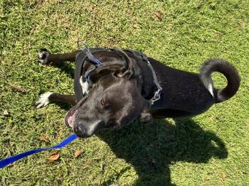 Rescue Mixed Breed Dogs for Adoption in Chula Vista, California - Vailarin | PetCurious