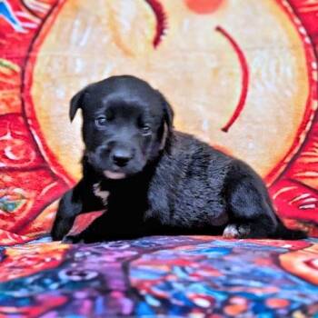 Mr. Green -  Golden Retriever Dog for Adoption in Rutherfordton, North Carolina - Mr. Green | PetCurious