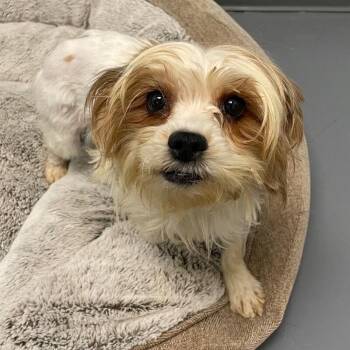 Yorkshire Terrier and Mixed Breed Dogs Available for Adoption - Chromia | PetCurious