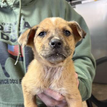 Labrador Retriever Dogs Available for Adoption - Katy | PetCurious